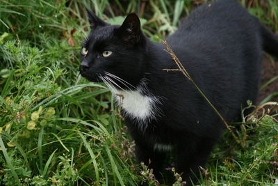 Close-up of black cat on grass