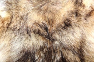 fur