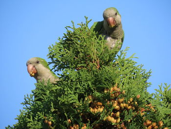 Closeup of two birds in a tree