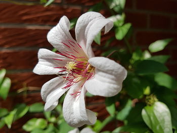 Close-up of white flowering plant