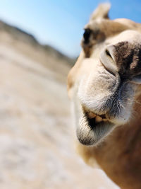 Close-up of a horse