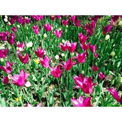 Close-up of flowers blooming in field