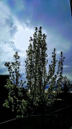 Low angle view of trees against sky