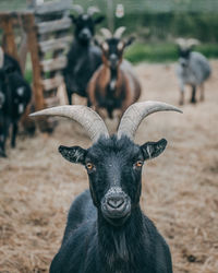 Portrait of goat on field