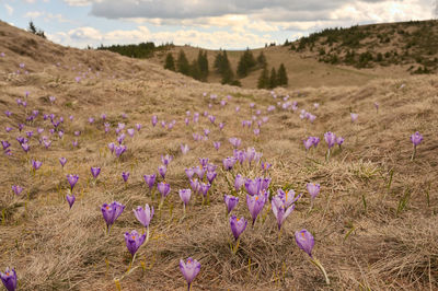Close-up of purple crocus flowers on mountains