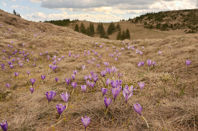 Close-up of purple crocus flowers on field