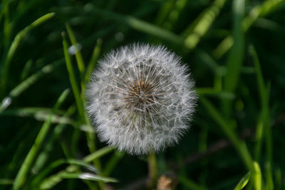 Close-up of dandelion flower