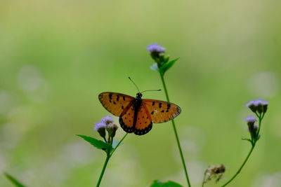 insect