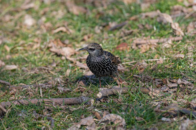 Close-up of bird perching on ground