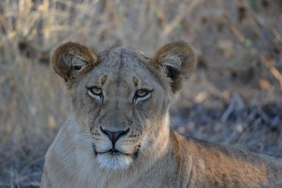 Portrait of a lion