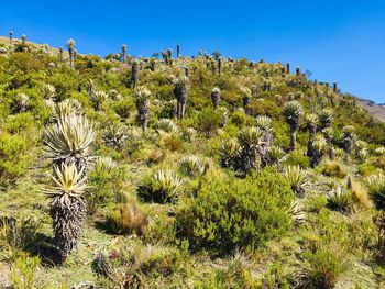 Plants growing on land against clear sky