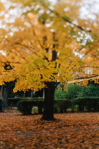Autumn leaves on tree