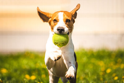 Portrait of dog with ball on field