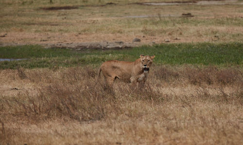 Full length of a cat running in grass