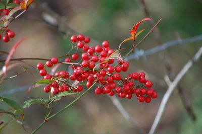 Close-up of redcurrants on tree
