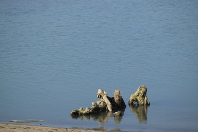 High angle view of ducks swimming on lake