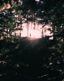 Trees in forest against sky