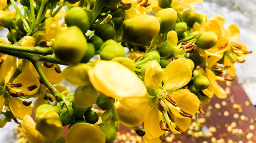 Close-up of yellow flowers growing on plant