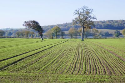 Scenic view of agricultural field against sky