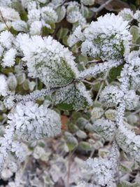 Close-up of frozen plant