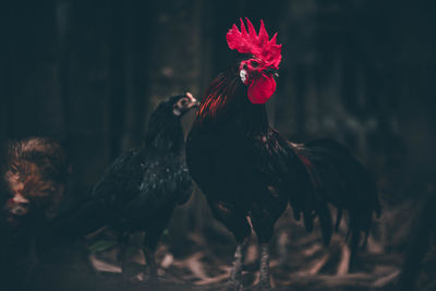 View of a rooster