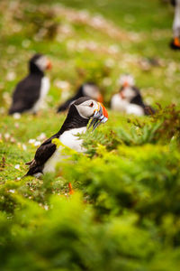 puffin with a