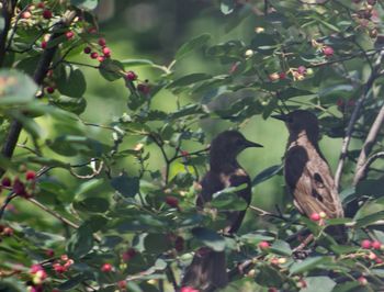 View of birds perching on tree