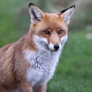 Close-up of a cat looking away