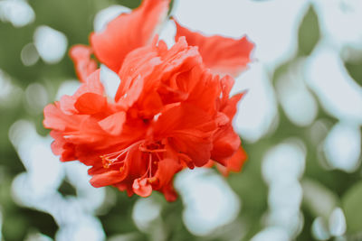 Close-up of red hibiscus blooming outdoors