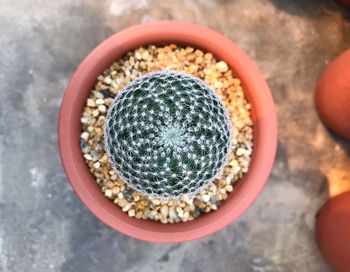 Directly above shot of succulent plant on field