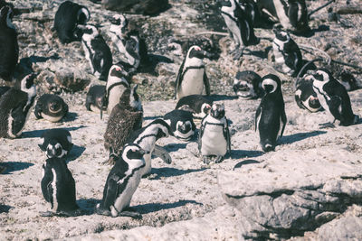 High angle view of penguins on rocks