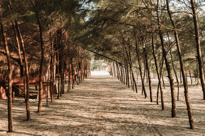 Footpath amidst trees in forest