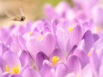 Close-up of insect on purple flowering plant