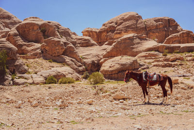 View of horses on rock