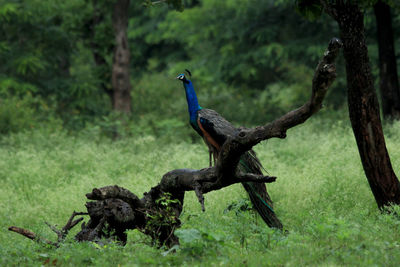 Trees growing on field
