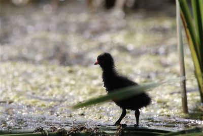 Close-up of a moorhen chick on  water