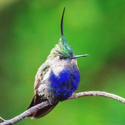 Close-up of bird perching on branch