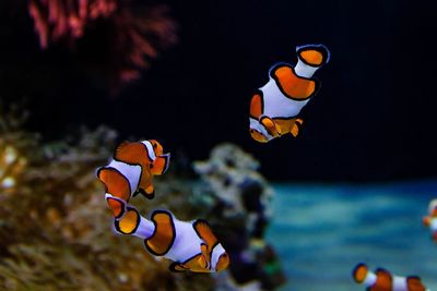 Close-up of fish swimming in aquarium