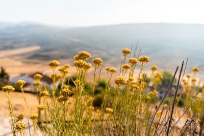 Close-up of flowering plants on field