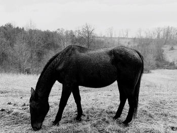 Horse in a field