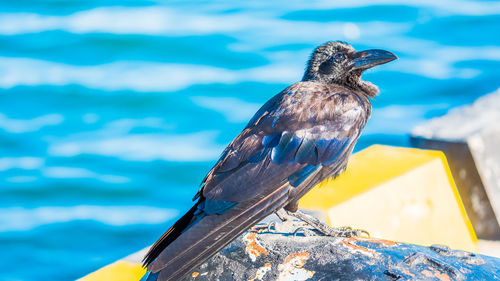 Close-up of bird perching on the sea