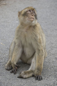 Barbary macaque of gibraltar sitting on street