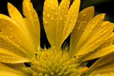 Close-up of yellow flower blooming outdoors