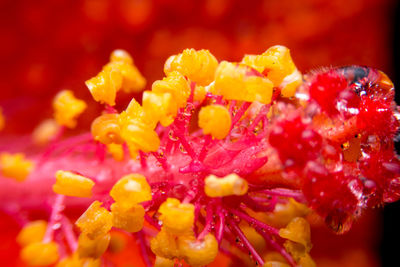 Close-up of flowers