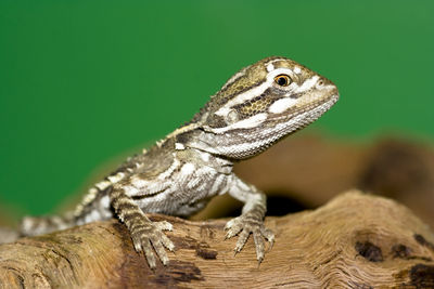 Close-up of lizard on tree