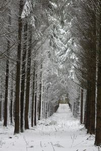 Snow covered trees in forest during winter