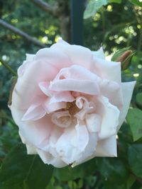 Close-up of rose against blurred background