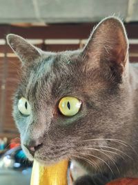 Close-up portrait of a cat looking away