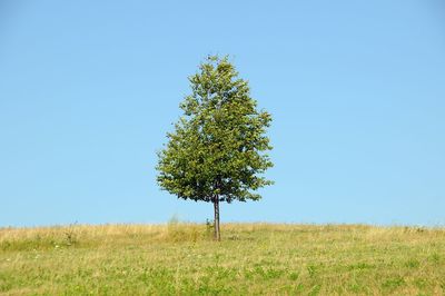 Tree on landscape against clear blue sky