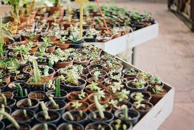 Close-up of potted plants in greenhouse